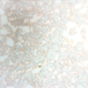 Antique Distressed